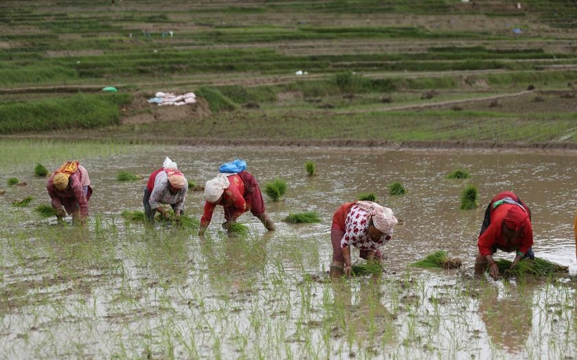 पर्याप्त वर्षा नहुँदा सिरहामा रोपाइँ प्रभावित
