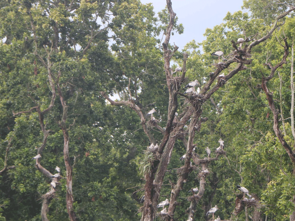 घुँगीफोर गरुडको प्रजनन केन्द्र बन्दै चितवनको बाटुलीपोखरी