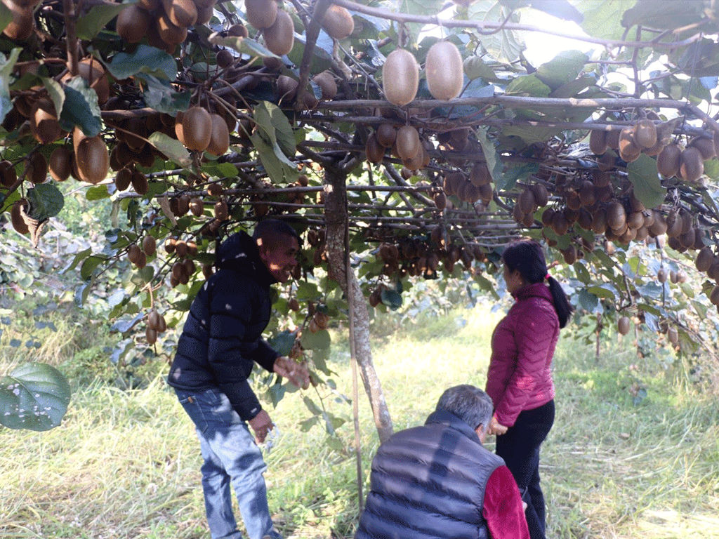 पकेट क्षेत्र निर्धारण गरेर किबी खेतीमा लगानी गर्दै पौवादुङमा