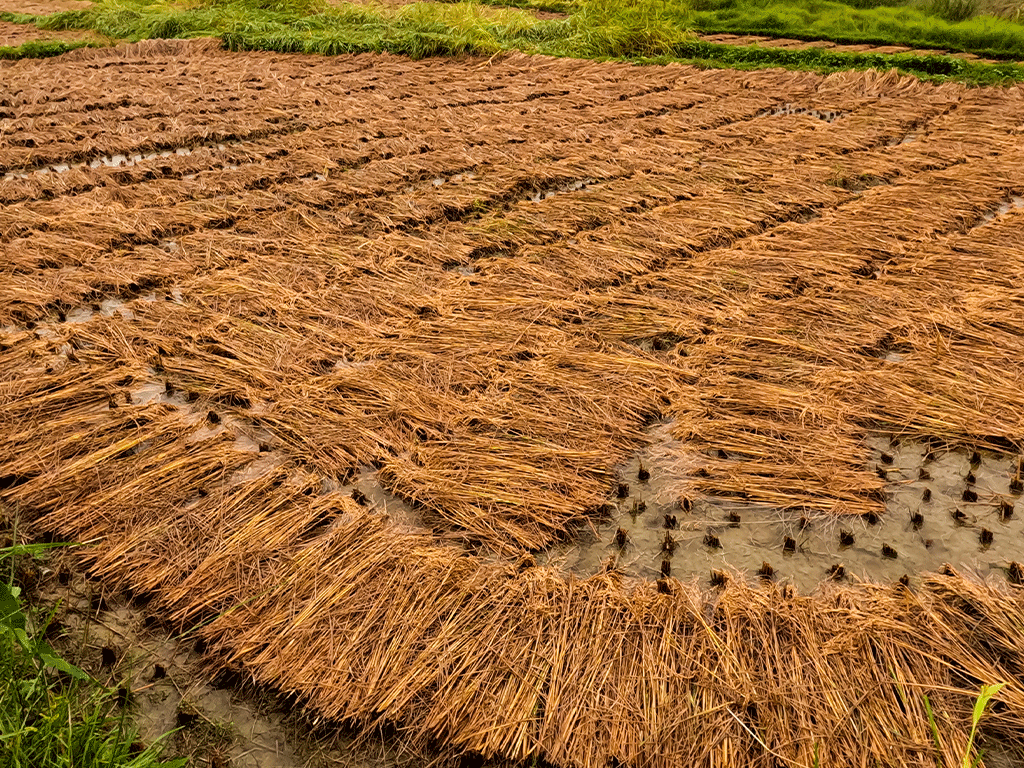 तनहुँमा एक करोड बराबरको धानबालीमा क्षति