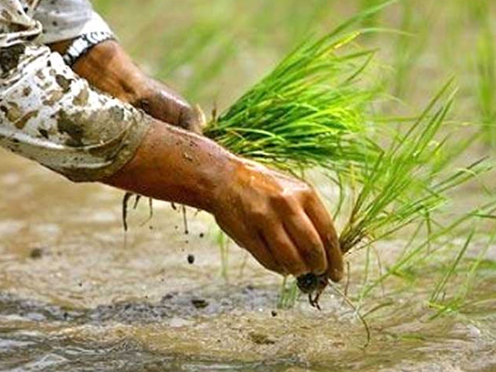कर्णाली प्रदेशमा ९६ प्रतिशत धान रोपाइँ