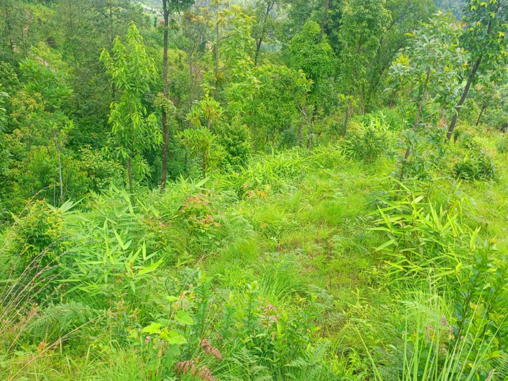 वनको झाडी फाँडेर तीन सय रोपनी क्षेत्रमा निहुरो र अम्रिसो खेती