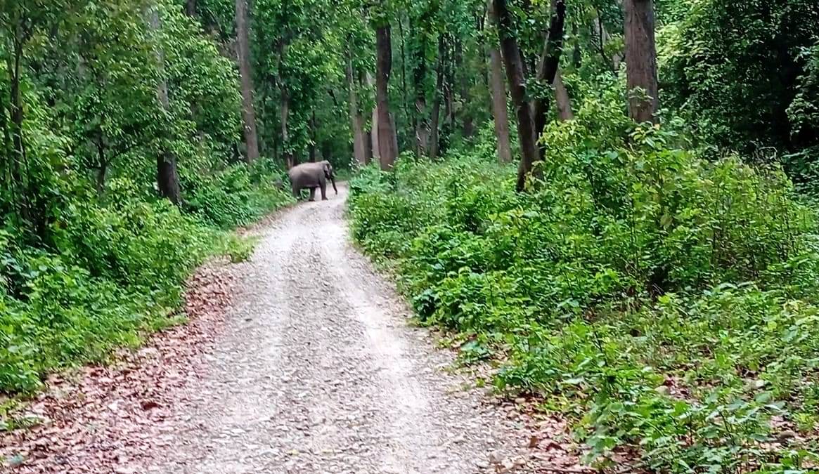 चुरेमा हात्तीको बथान, बस्तीमा त्रास