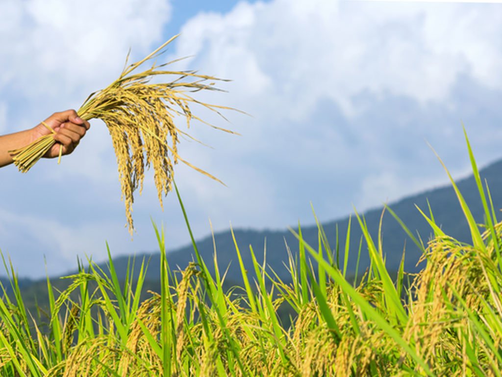 सुदूरपश्चिममा धान उत्पादन : क्षेत्रफल घट्यो, उत्पादकत्व वृद्धि