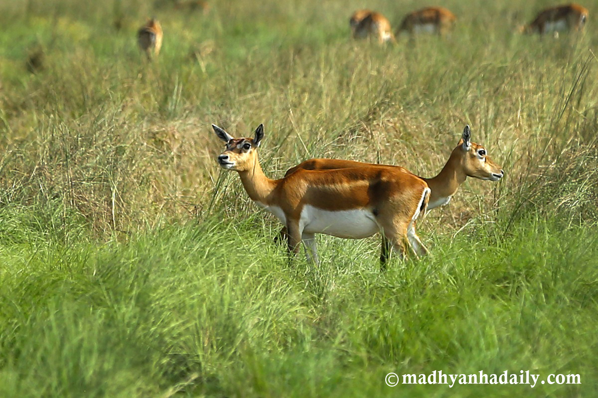 कृष्णसार हेर्न जाने कि खैरापुर (तस्बिरहरू)