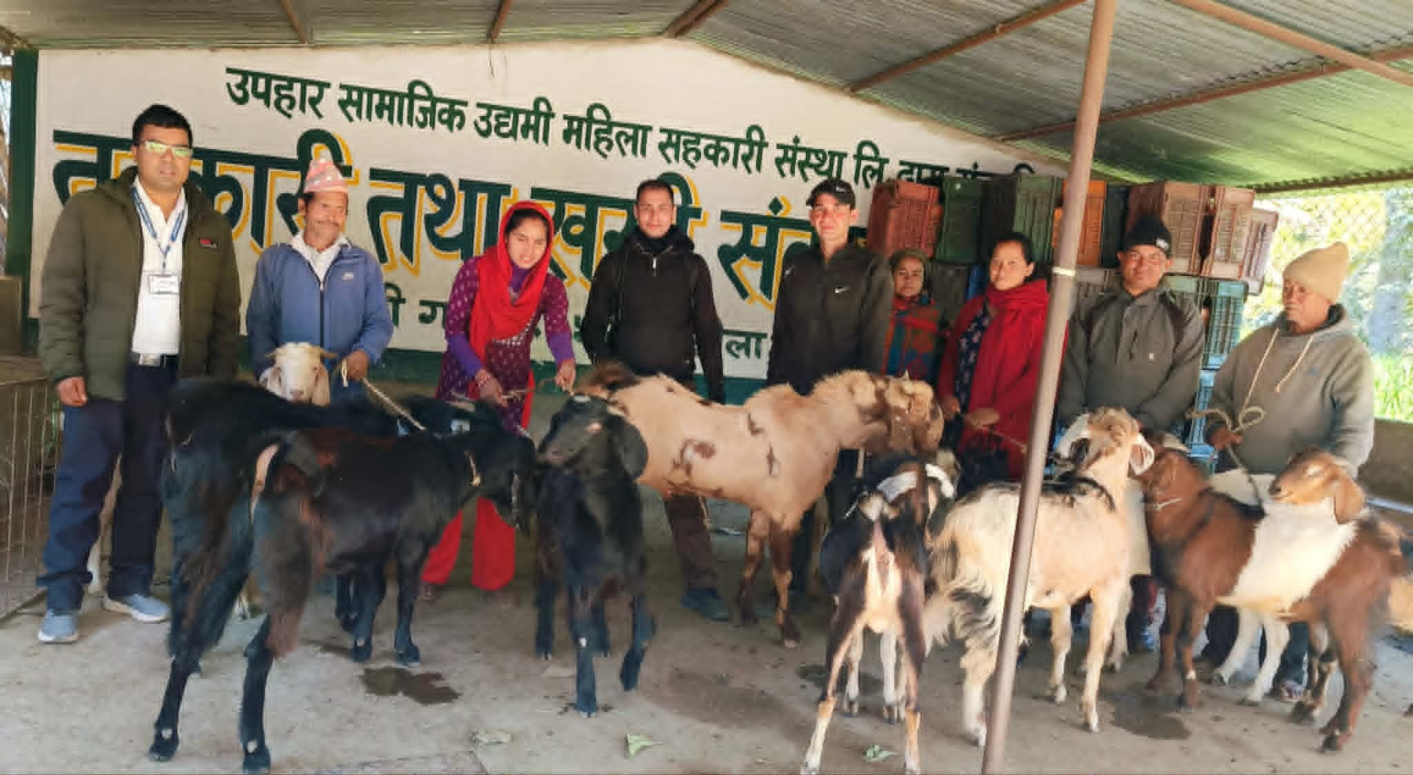 सहकारीको साथले फस्टायो बाख्रापालन, ४ करोड बराबरको कारोबार 