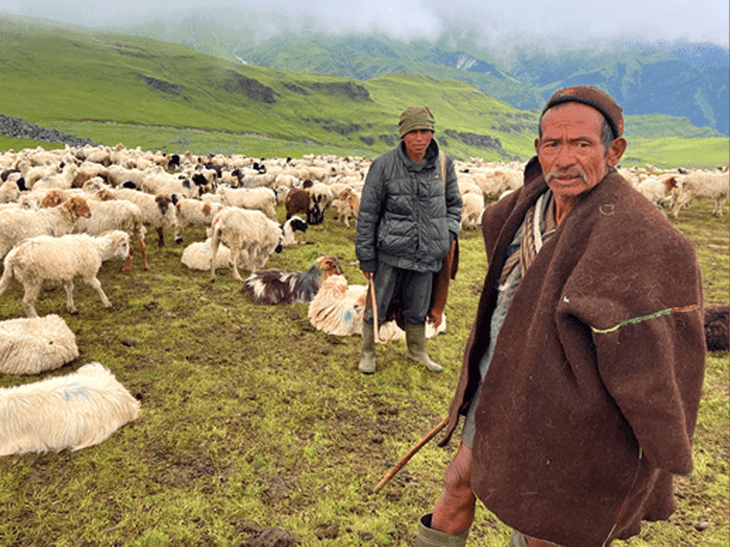 भेडी गोठाला भन्छन्- सरकारबाट केही पनि सहयोग पाइएन