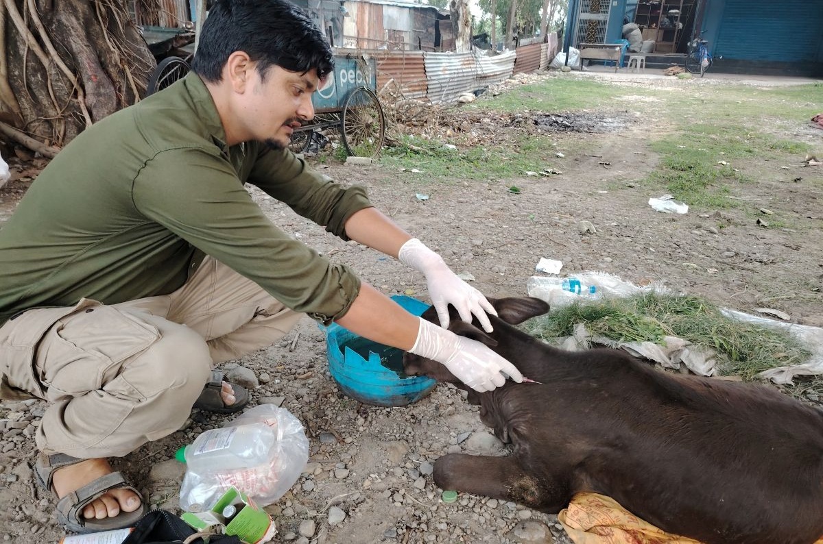 घाइते छाडा चौपायाको उद्धारमा विष्णु