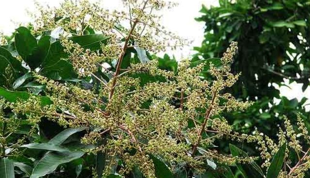 सामुदायिक वनमा फलफूल र जडीबुटीसहित बहुउपयोगी बिरुवा रोपण