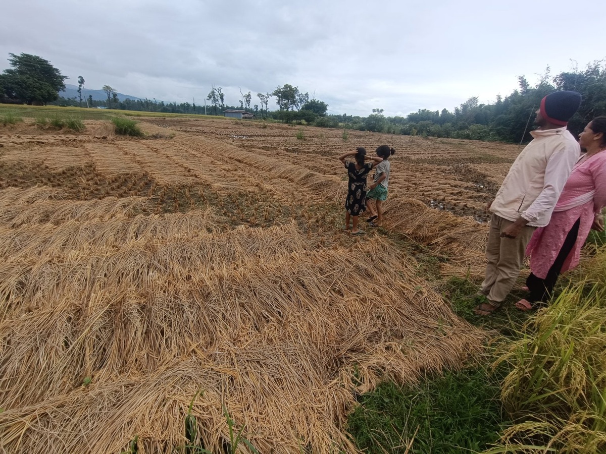 उदयपुरमा वर्षाले १० प्रतिशत धानबालीमा क्षति
