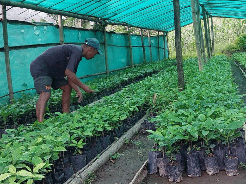 कफीको बिरुवा बेचेर साढे १३ लाख कमाई