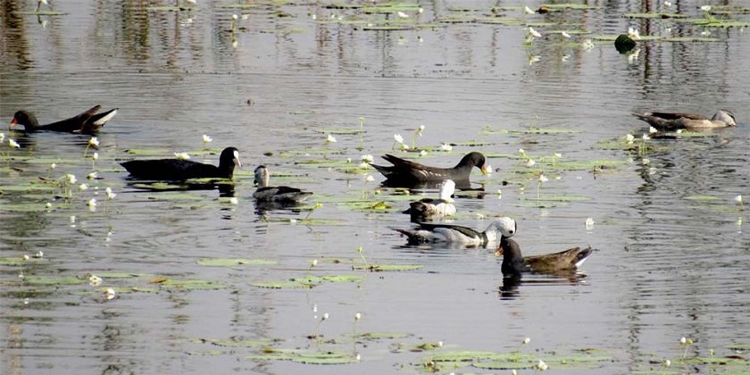 घोडाघोडीमा घट्यो हरिहाँसको संख्या