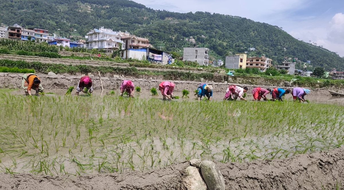 देशभर धान रोपाइँको गति सुस्त, हालसम्म ४५ प्रतिशत मात्र सम्पन्न