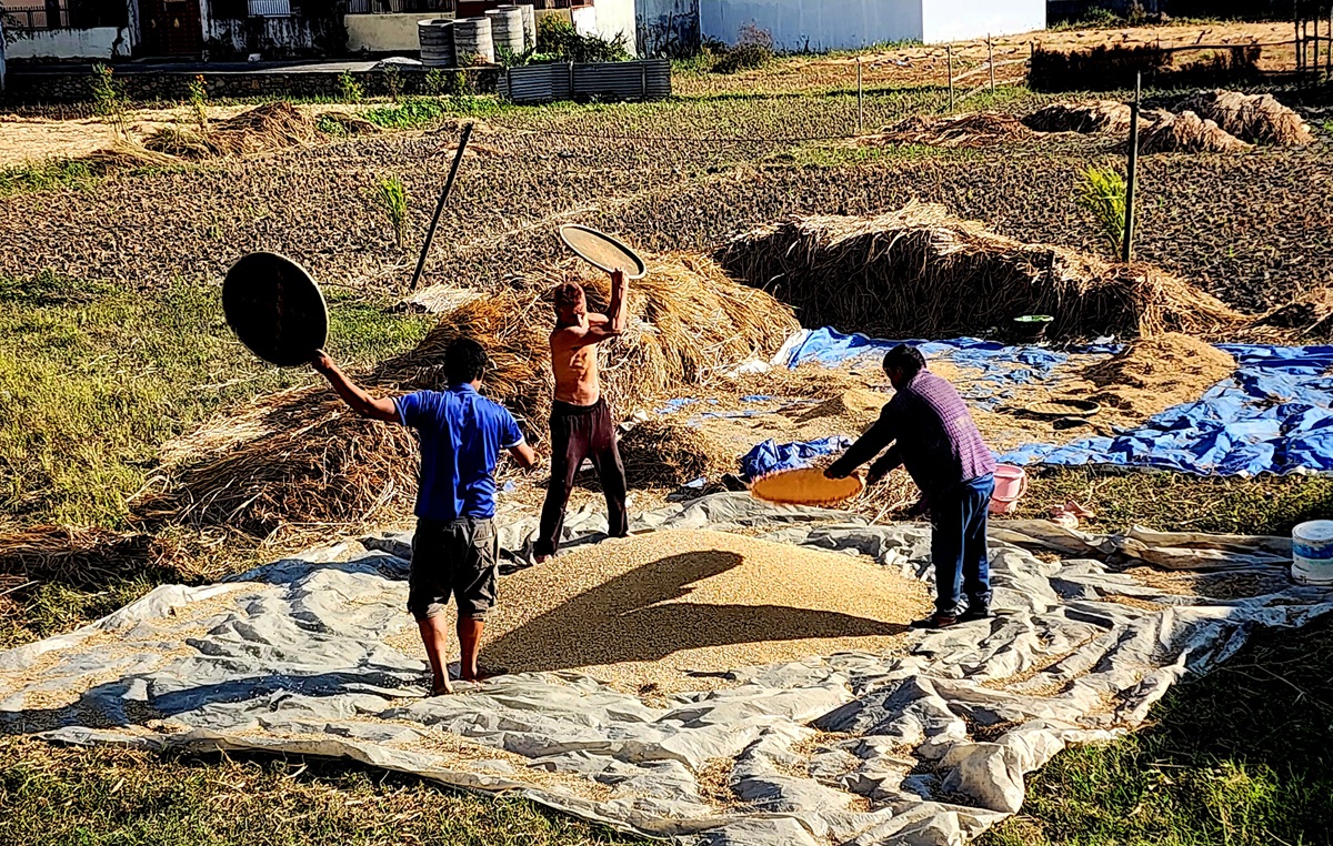 बेमौसमी वर्षाको असर : धान उत्पादन घट्ने, धानचामल आयात बढ्ने
