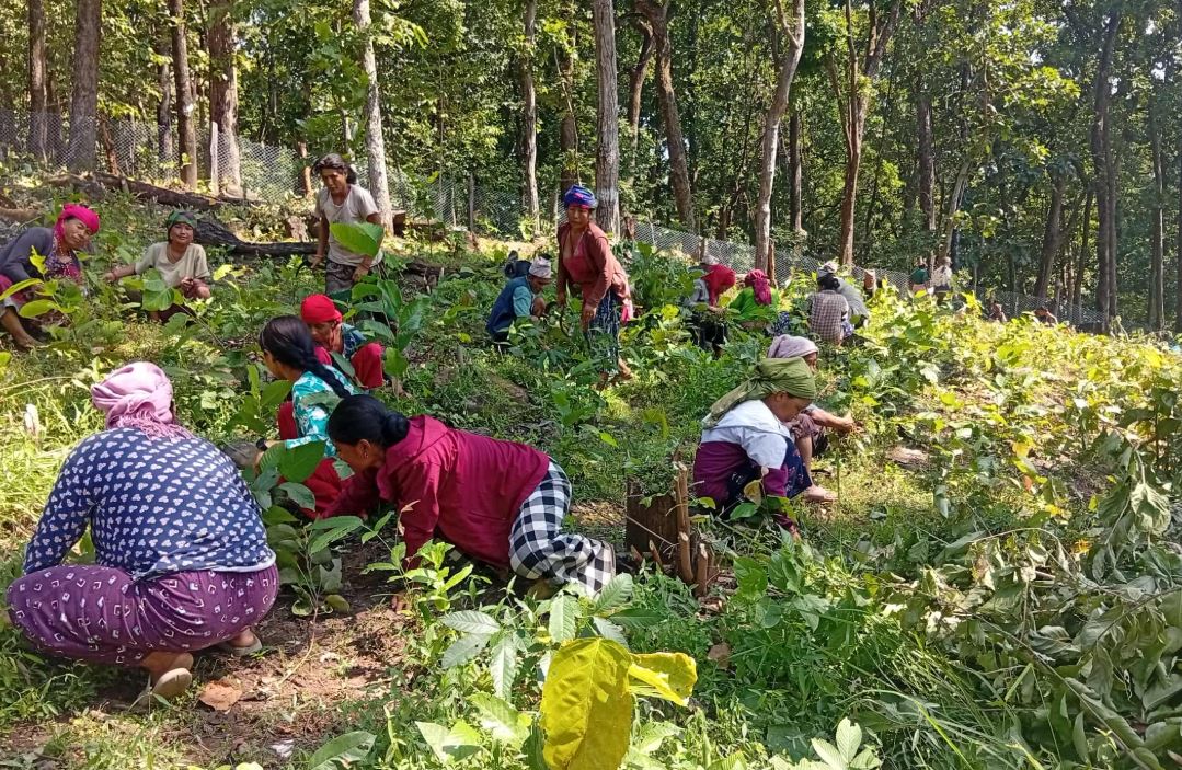 गाउँ विकासमा कोशेढुंगा सावित हुँदै अर्घाखाँचीका सामुदायिक वनहरू
