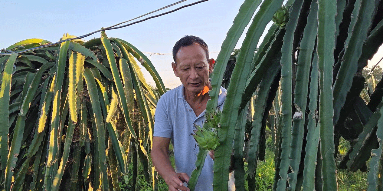 पूर्वसैनिक घलेको लोभलाग्दो ‘ड्रागन फ्रुट’ खेती