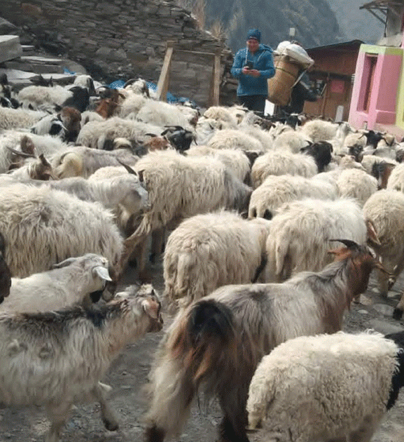 लाग्यो उभौली, भेडाबाख्रा धपाउँदै लेक चढे गोठालाहरू