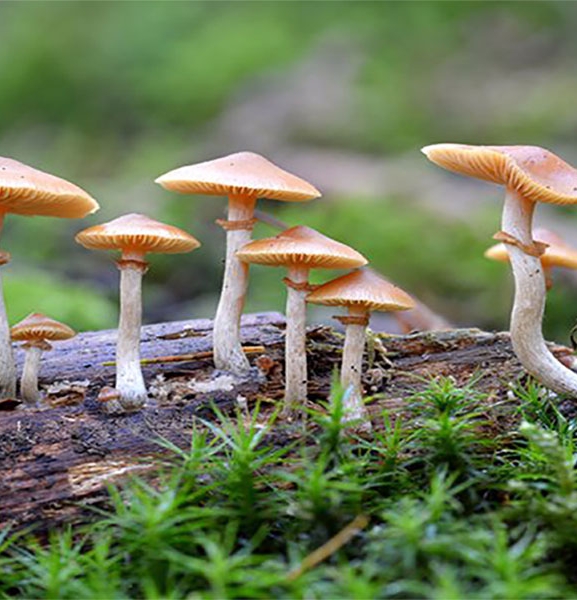 जंगली विषालु च्याउ खाँदा एकै परिवारका सात जना बिरामी
