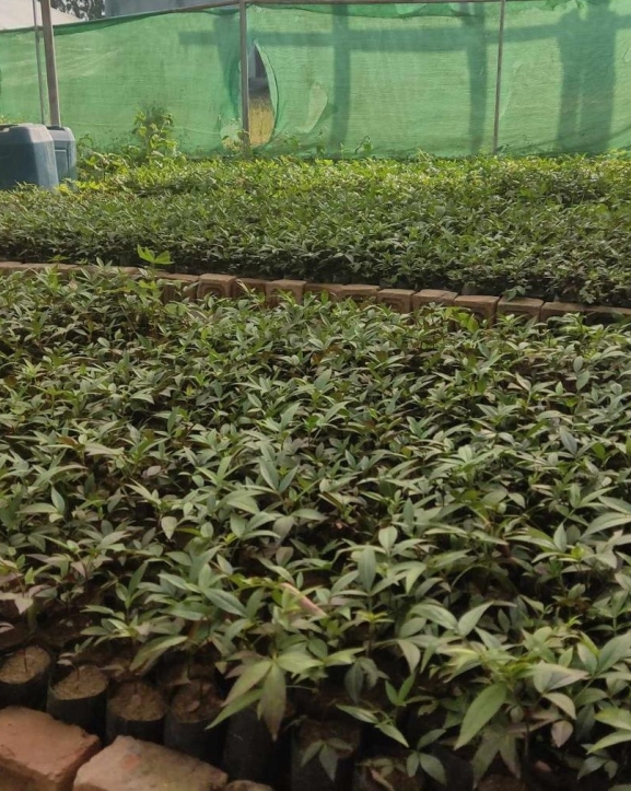 टिमुरका बिरुवा बिक्री गरेर वार्षिक रु दुई लाख आम्दानी