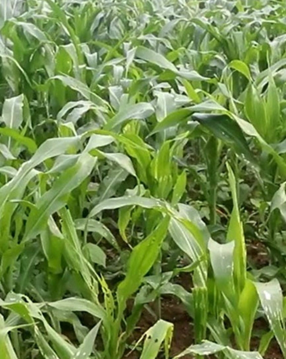 मकैमा फौजी किराको समस्या देखिएपछि किसान चिन्तित
