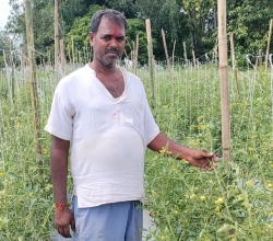 कमसल बिउका कारण हरिवनका गोलभेंडा किसान मारमा