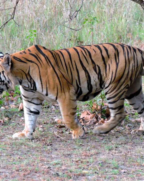 बाघको आक्रमणबाट तीन जना घाइते