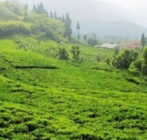 झापाबाट ११ करोडको चिया निर्यात