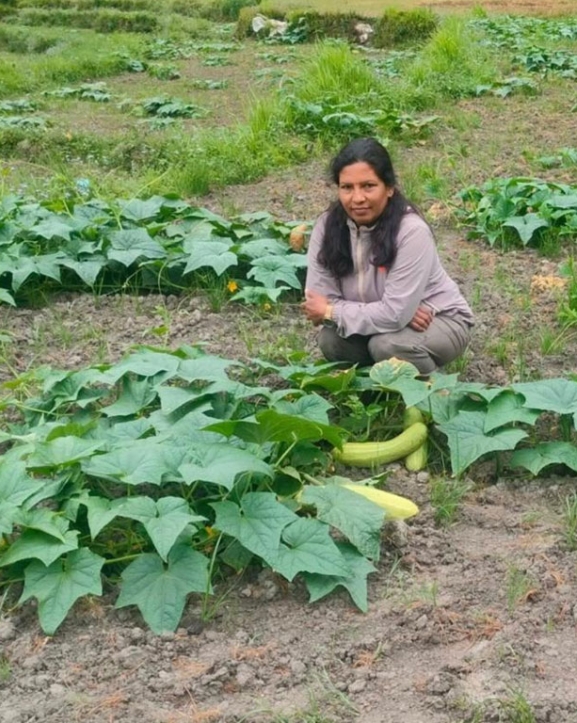 उपमेयर क्षेत्रीको लोभलाग्दो काँक्रो खेती
