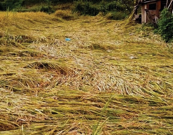 काभ्रेमा विपत्तिः १५१ किसानलाई राहत उपलब्ध गराउन सिफारिस