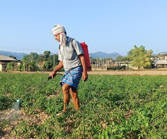 व्यापार छाडेर टमाटर खेती, वार्षिक पाँच लाखभन्दा बढी आम्दानी