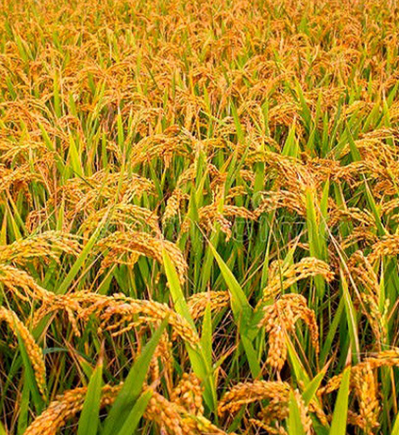 बेमौसमी वर्षाले धान उत्पादन घट्यो
