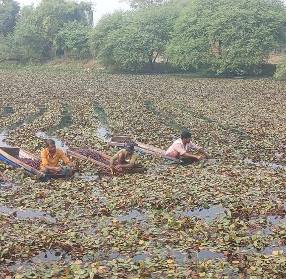 व्यावसायिक सिँगडाखेतीबाट गाउँमै लाखौँ आम्दानी