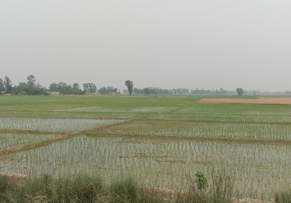 ‘सिँचाइको अभाव हुँदा  किसान चैते धानखेती गर्न आकर्षित भएनन् ’