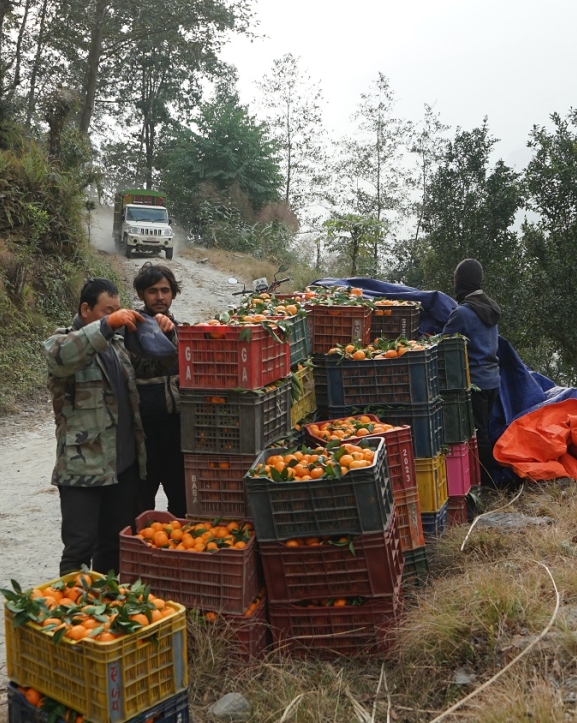 म्याग्दीमा सुन्तला उत्पादन २५ प्रतिशतले बढ्यो