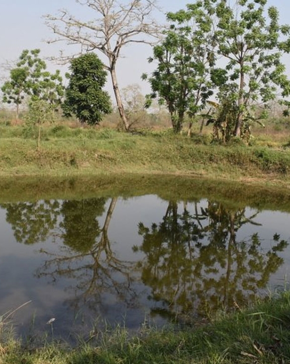 वन्यजन्तुले बालीनालीमा क्षति पुर्‍याएपछि धानखेत मासेर माछापालन