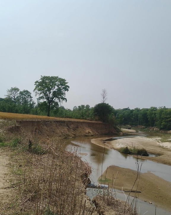 पशु प्रजनन कार्यालयको खेतीयोग्य जमिन कटानमा