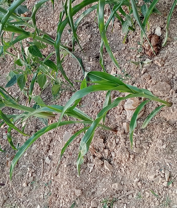 अर्घाखाँचीमा पानी नपरेपछि जनजीवन प्रभावित, सुक्न थाले मकैका बिरुवा