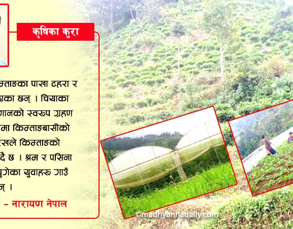 कृषि क्रान्तिको ‘किम्ताङ मोडल’