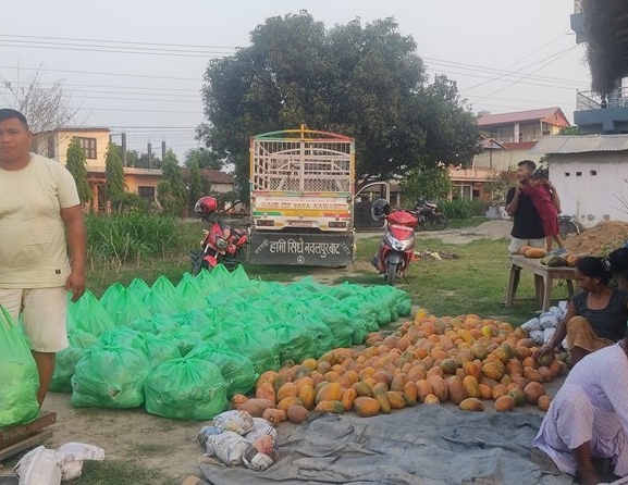 वडा सदस्य महतोको लोभलाग्दो मेवाखेती