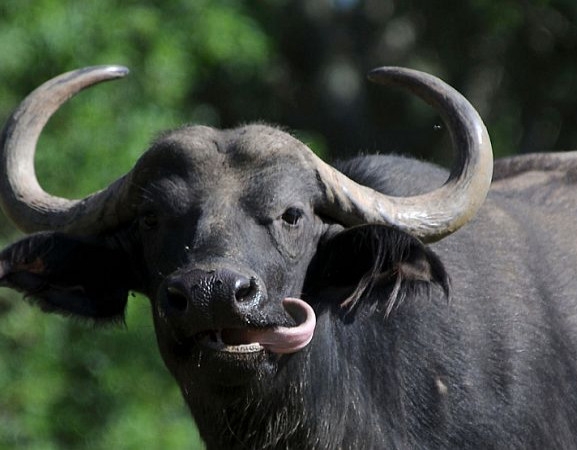 भैँसीले हान्दा सिन्धुलीमा एक जनाको मृत्यु