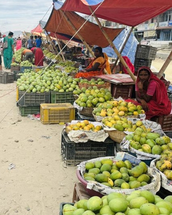 आँपको सुवासले मगमगाइरहको छ सिरहा, चिस्यान केन्द्र नहुँदा समस्या