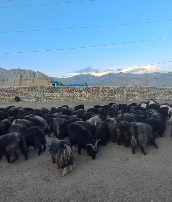 च्याङ्ग्राको नश्ल सुधारम तथा अनुसन्धान स्थल बन्दै मुस्ताङको च्याङ्ग्रा फार्म