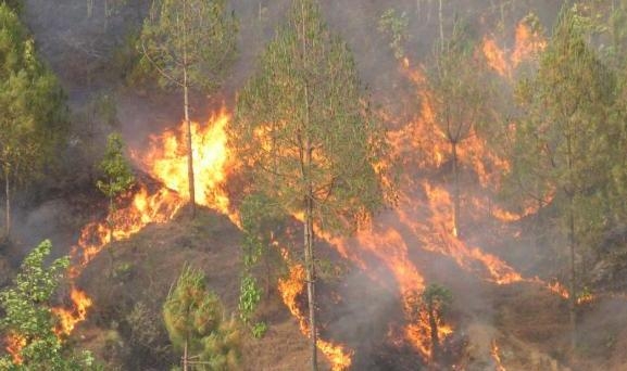 दश स्थानीय तहका २० वडा डढेलोको उच्च जोखिममा