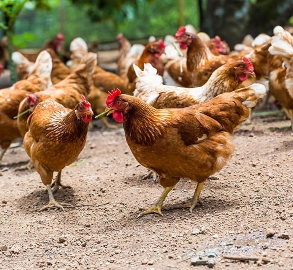 यस वर्ष २३ स्थानमा बर्डफ्लु