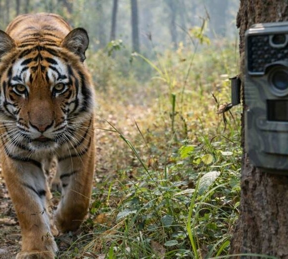 बाघ गणना गर्न राखिएका ६० क्यामेरा हराए