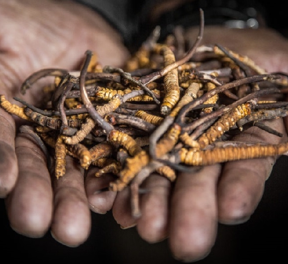 मनाङमा यार्सागुम्बा सङ्कलन थालियो