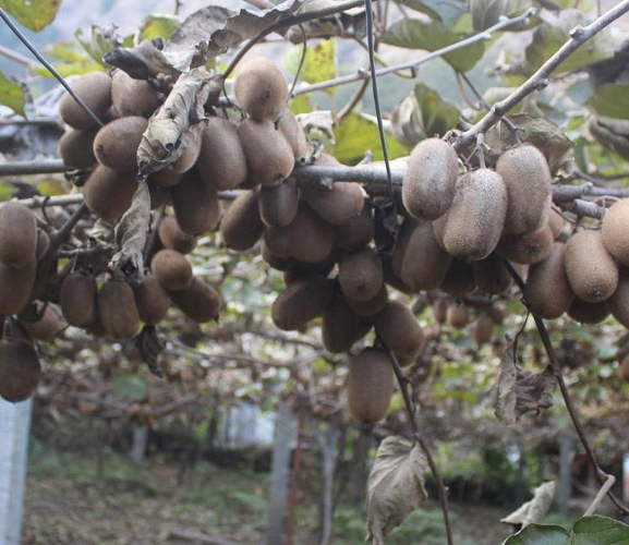 म्याग्दीमा फलेको किबीले बजार पाएन
