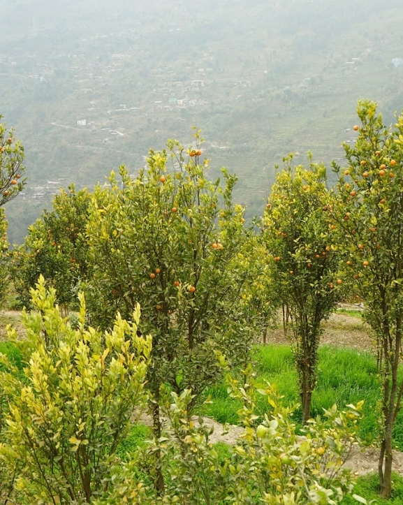 जलवायु परिवर्तनको असर सुन्तलाखेतीमा