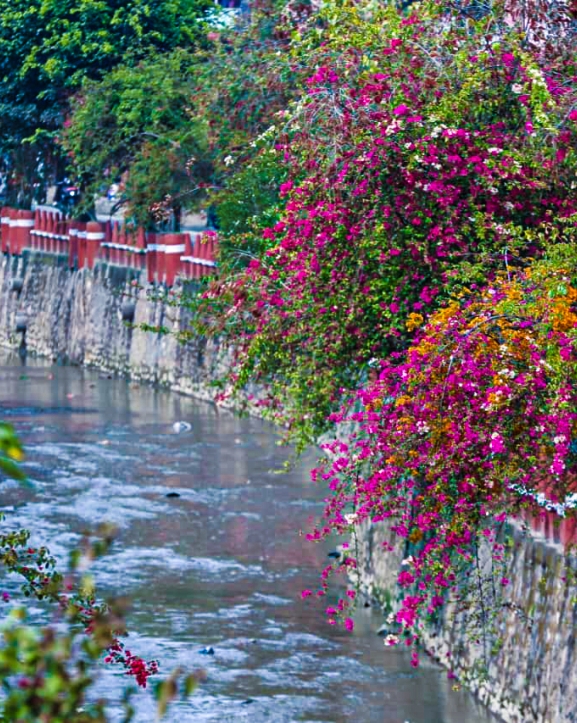 खोला किनारमा फुलेका फूलले बढायो काठमाडौँको सौन्दर्य