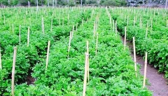 भोजपुरको मानेभञ्याङमा ‘तरकारी सिकाई केन्द्र’ स्थापना